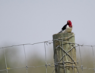 Red headed Woodpecker 1367